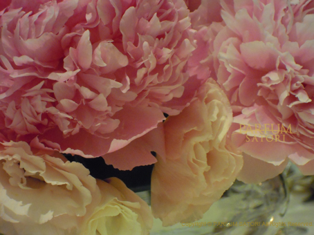 香水の ミドルノート を構成する花のひとつ、Peony（シャクヤク）