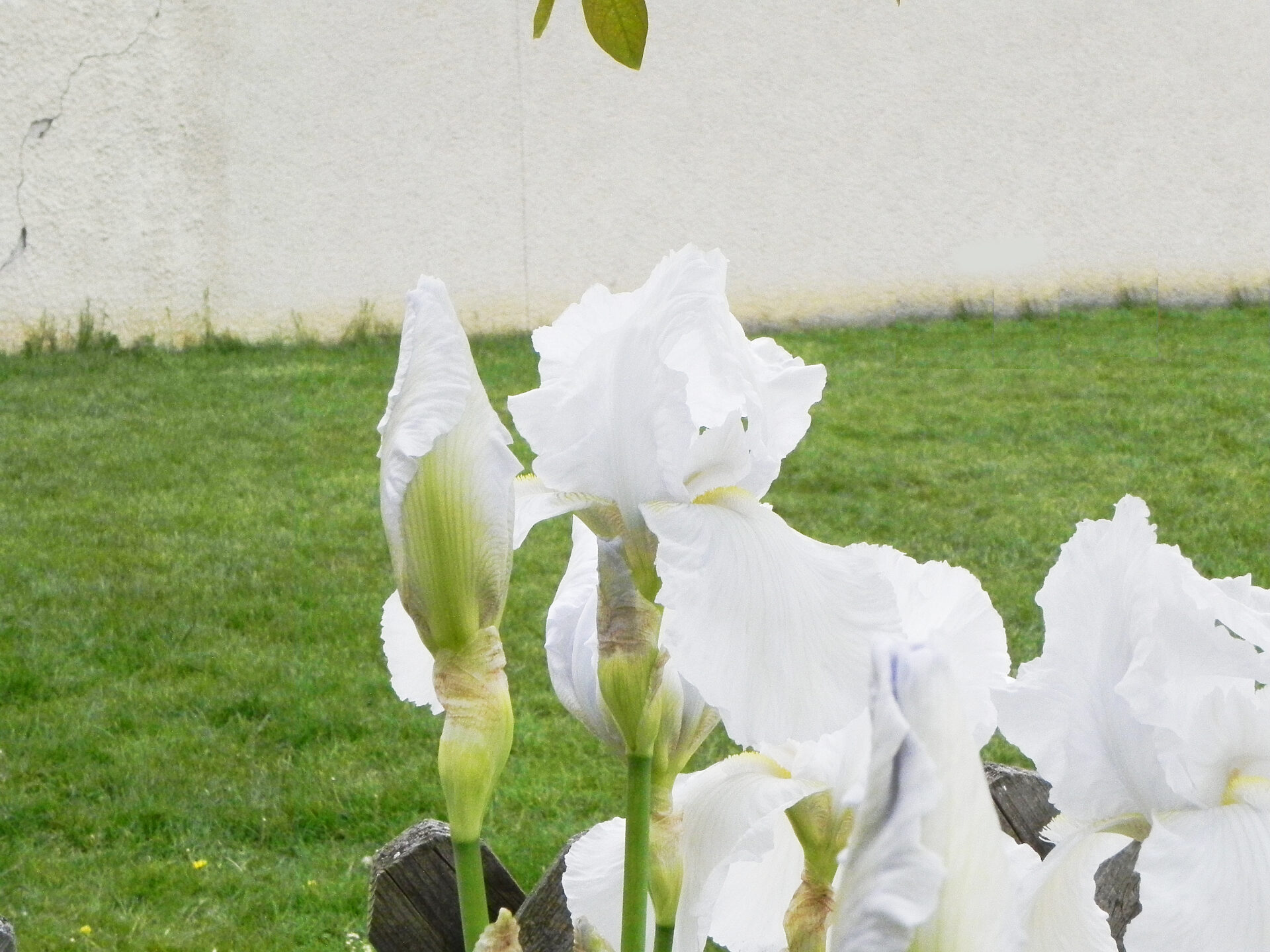 ニオイアヤメと呼ばれる、白花の イリス（IRIS） はフローレンス産のIris florentina
