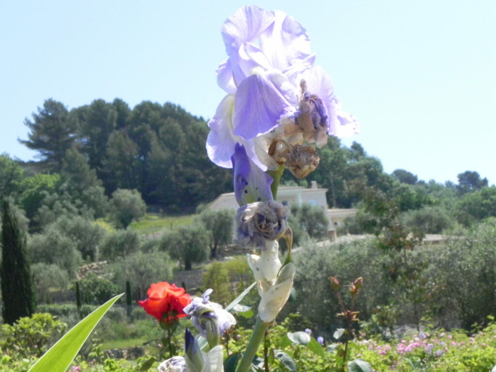 イリス(IRIS) の花と根茎をモチーフにした、イリス香料の世界をイメージさせるビジュアル