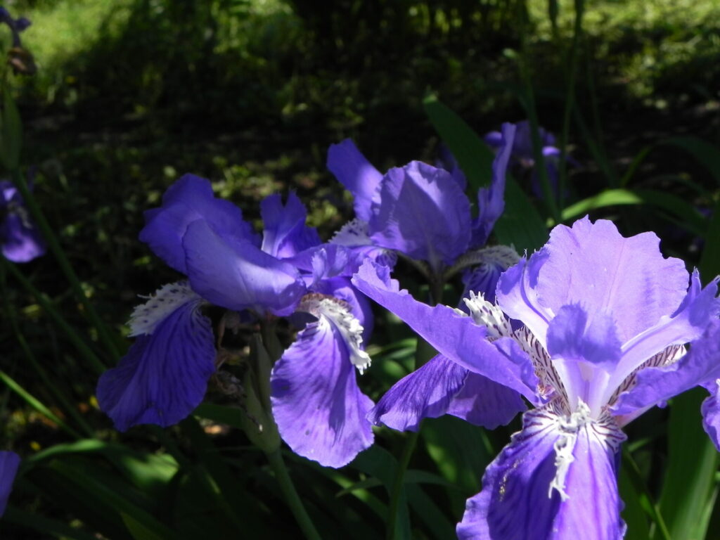 イリス(IRIS) の花と根茎をモチーフにした、イリス香料の世界をイメージさせるビジュアル