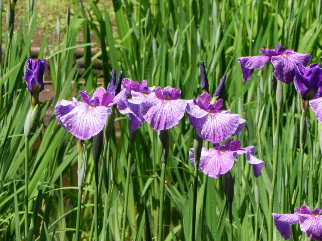 イリス(IRIS) の花と根茎をモチーフにした、イリス香料の世界をイメージさせるビジュアル