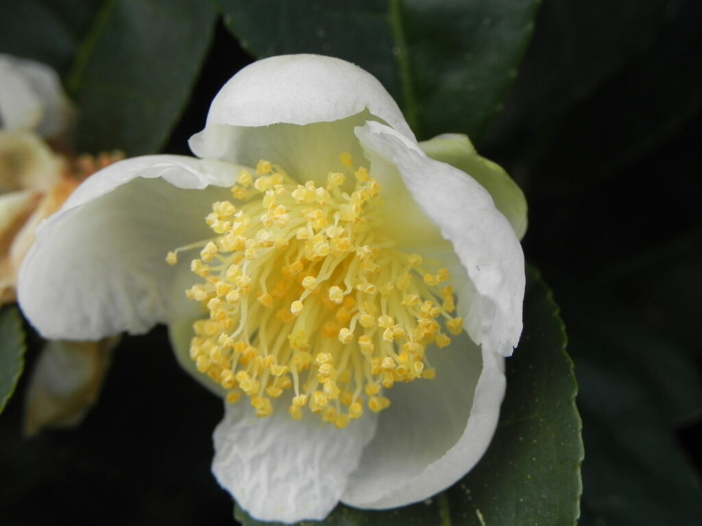 お茶の花、カメリアと、抹茶の香水「 ヒョウゲ-HYOUGE- 」の関係