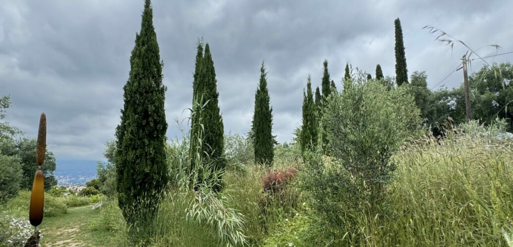 グラースの香料植物園に立つ糸杉と、初夏の曇り空の風景