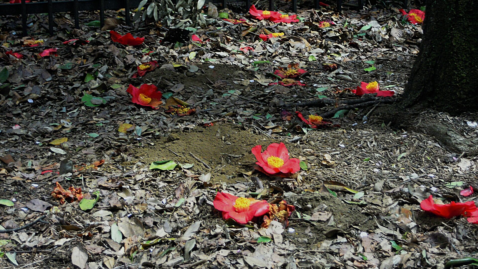 fallen-camellia-wabi-sabi.jpg 地面に落ちた椿の花が点在し、季節の移ろいと儚さを感じさせる日本の庭の風景