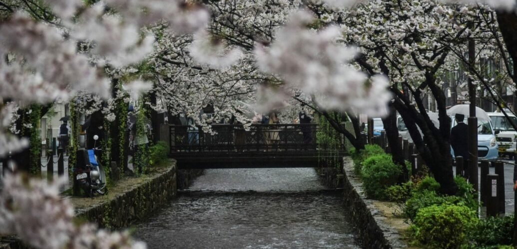 川沿いに満開の 桜 が広がる春の風景と淡いピンクの花びら