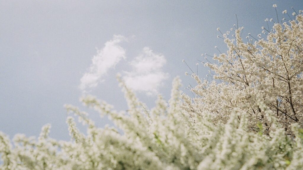 桜 の花が満開になる春の空に、ふんわりと雲が浮かびのどかな風景