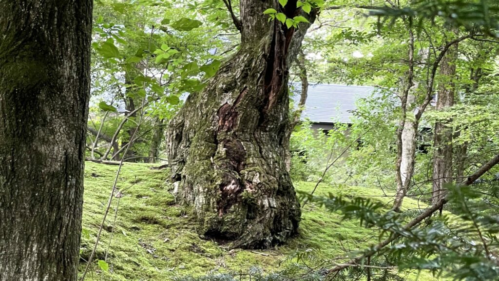 苔に覆われた森の地面と木々。静かな空気に包まれた風景と 苔の香り