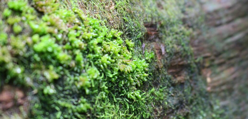 苔に覆われた樹皮の表面、湿り気と細かな質感を感じさせる