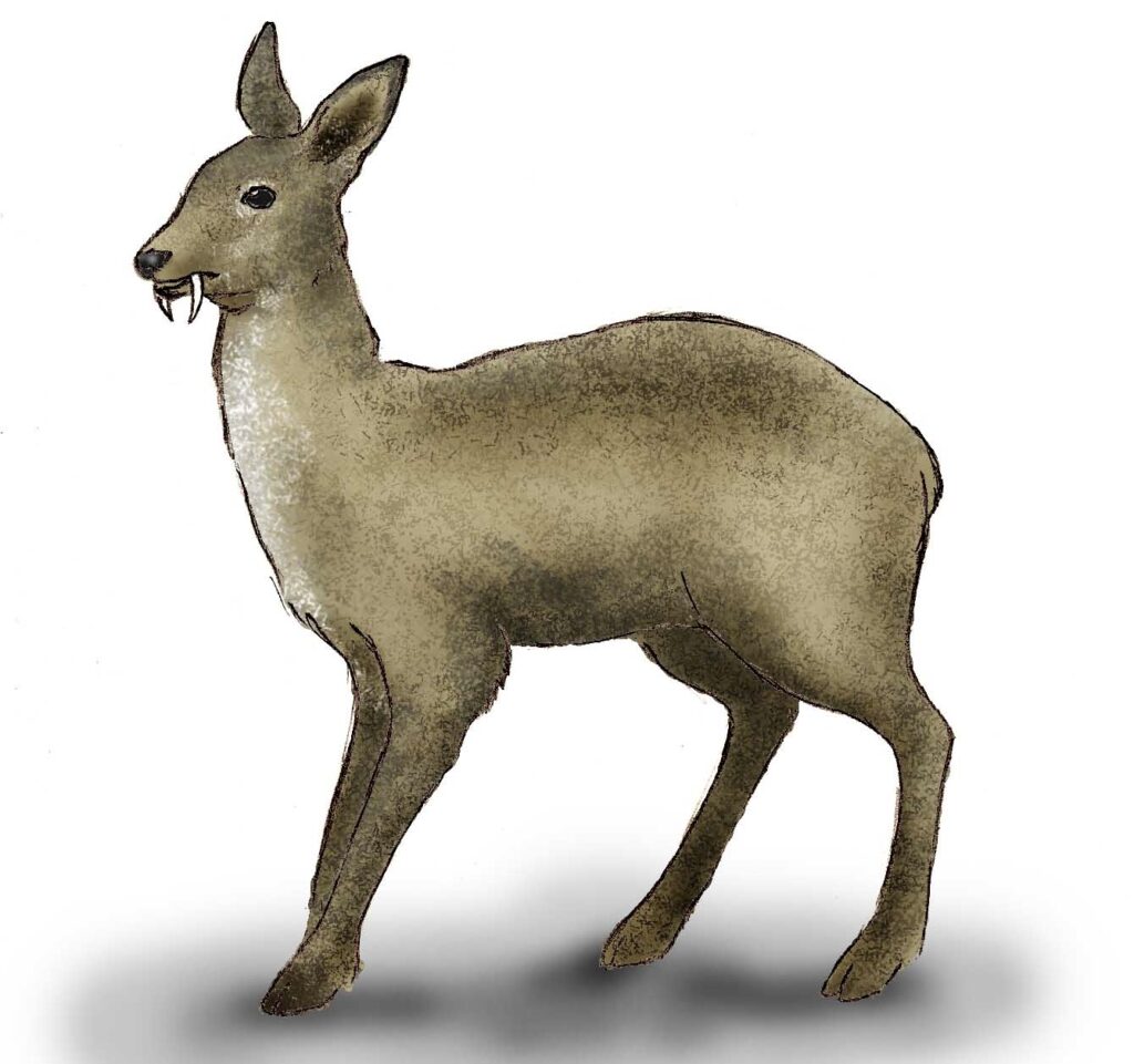 麝香鹿のイラスト( 天然ムスク の原料となる動物)